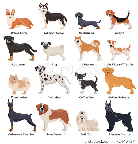 Colored Purebred Dogs Icon Set 72440437