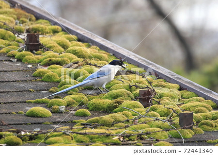 Onaga on the roof 72441340