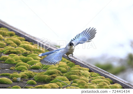 大垣起飛 大垣起飛 72441434