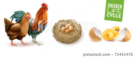 Chicken Life Cycle Set Chicken Life Cycle Set 72441478