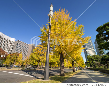 丸之內辦公大樓和東京的銀杏樹行 72442027