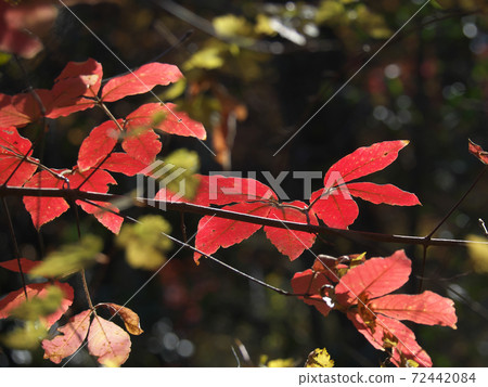Bright autumn leaves of Acer maximowicz Bright autumn leaves of Acer maximowicz 72442084