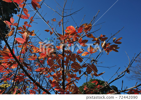 由於陽光的透射,Megusurinoki的秋葉非常生動 由於陽光的透射,Megusurinoki的秋葉非常生動 72442090