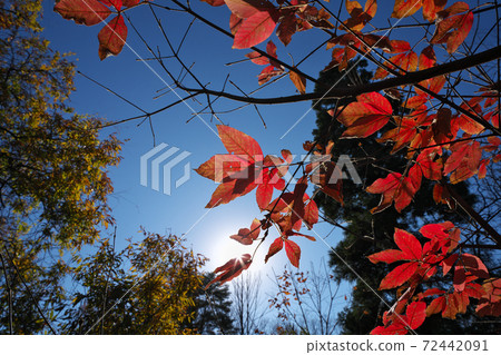 由於陽光的透射,Megusurinoki的秋葉非常生動 由於陽光的透射,Megusurinoki的秋葉非常生動 72442091