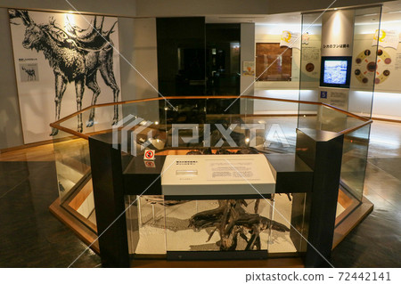 Exhibition corner of the Underground Forest Museum 72442141