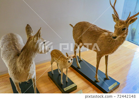 Taxidermy of the Underground Forest Museum 72442148