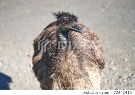 Emu 72442410