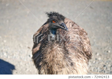 Emu 72442413