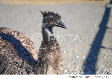 Emu 72442417