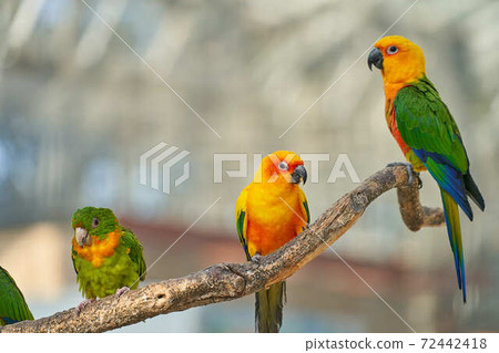 國際鎳業公司 國際鎳業公司 72442418