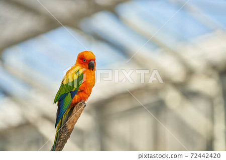 Kokane Mexico parakeet Kokane Mexico parakeet 72442420