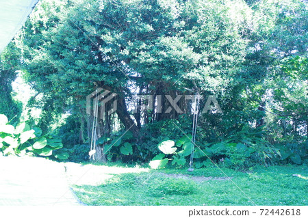 Swing in the forest Swing in the forest 72442618