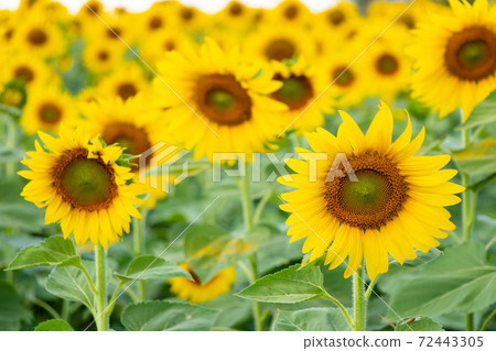 Beautiful yellow color sunflower in the agriculture farm background 72443305