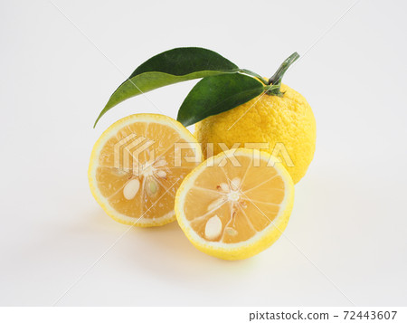 Yuzu white background 72443607