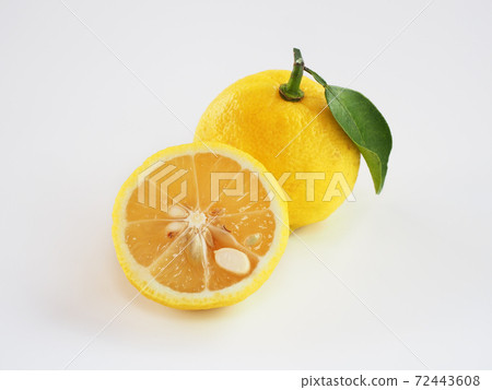 Yuzu white background 72443608