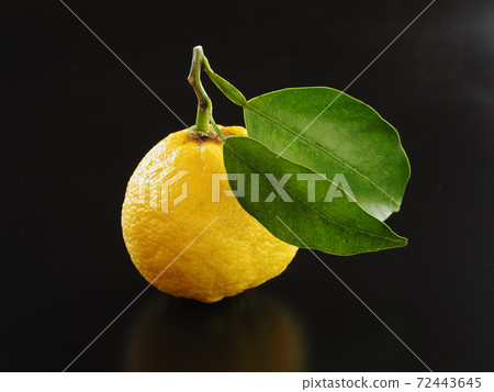 Yuzu black background Yuzu black background 72443645
