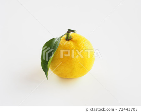 Yuzu white background 72443705