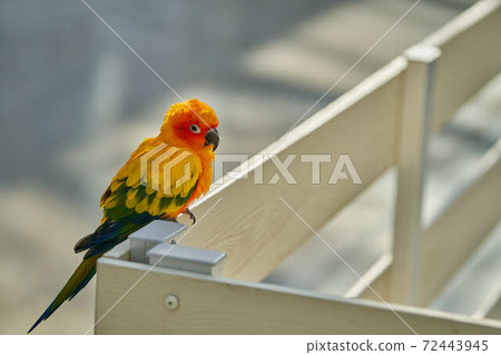 國際鎳業公司 72443945