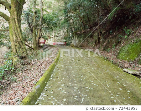 大t谷2018 大t谷2018 72443955