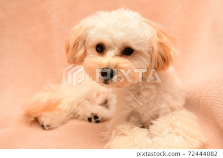 Mulpu Mulpu 72444082