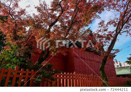 尾崎神社與美麗的朱紅色雪柵欄和秋天的落葉 72444211