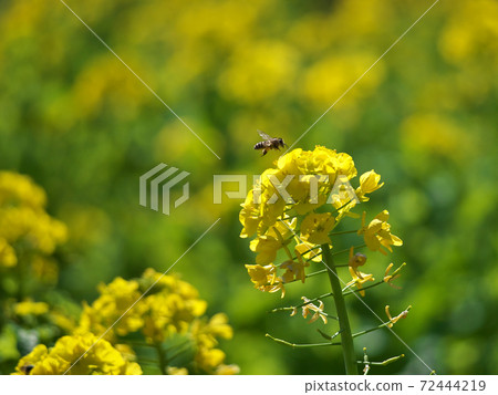 Rape flower field and bee in full bloom Rape flower field and bee in full bloom 72444219