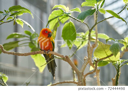 國際鎳業公司 72444498