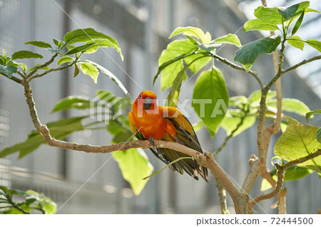 國際鎳業公司 72444500