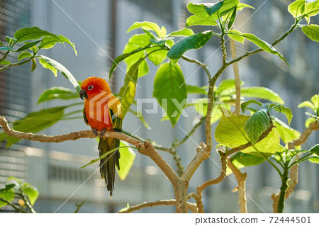 Kokane墨西哥長尾小鸚鵡 72444501