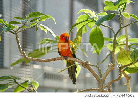 國際鎳業公司 72444502