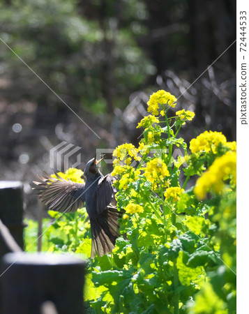 Hyodori在油菜田中捕捉昆蟲的瞬間 72444533