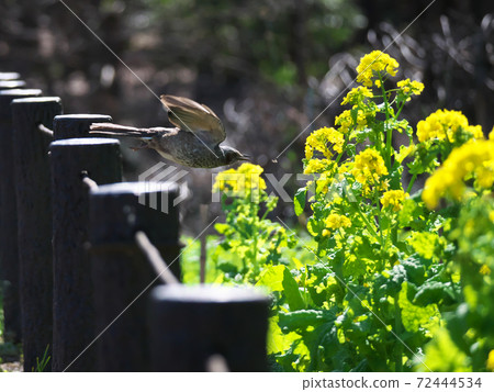 Hyodori在油菜田捕食昆蟲之前 72444534