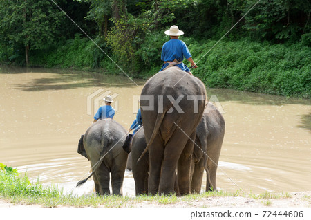 Elephant trekking Elephant trekking 72444606