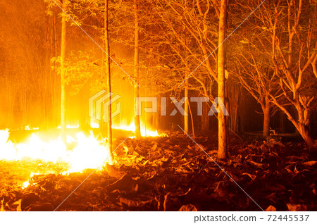 Forest fire, Wildfire. Forest fire, Wildfire. 72445537