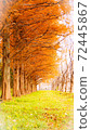 Row of trees 72445867