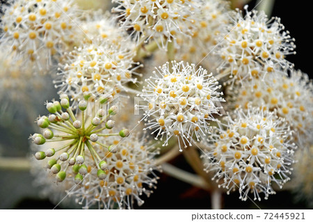 Paperplant flower Paperplant flower 72445921