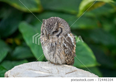 Spice Concord 72446104