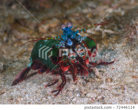 Monhana Shako (Mergui Archipelago, Myanmar) revealing the whole body from the burrow 72446114