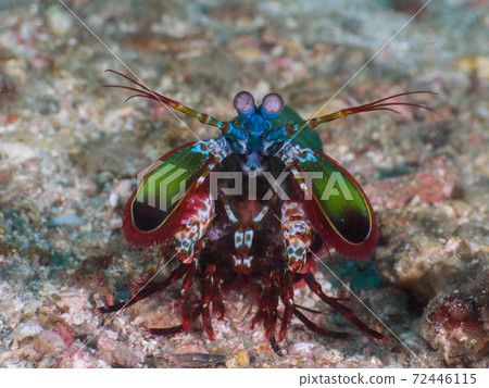 Monhana Shako (Mergui Archipelago, Myanmar) revealing the whole body from the burrow 72446115