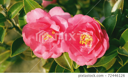 美麗的茶梅(茶梅)(自然紋理) 美麗的茶梅(茶梅)(自然紋理) 72446126