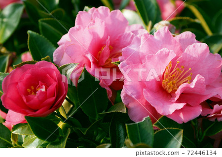 Beautiful sasanqua (sasanqua) (natural texture) Beautiful sasanqua (sasanqua) (natural texture) 72446134