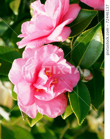 Beautiful sasanqua (sasanqua) (natural texture) Beautiful sasanqua (sasanqua) (natural texture) 72446137