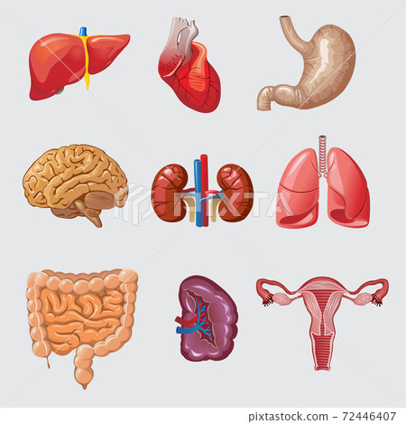 Cartoon Human Organs Set 72446407