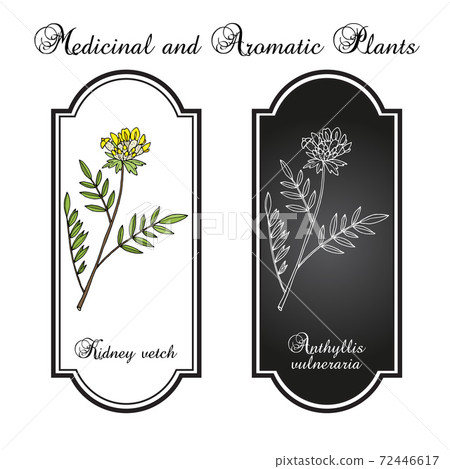 Kidney vetch, medicinal plant 72446617
