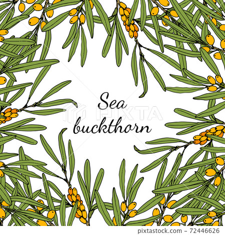 Sea buckthorn branches with berries and leaves 72446626