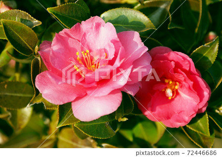 Beautiful sasanqua (sasanqua) (natural texture) 72446686