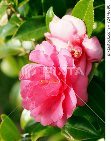 Beautiful sasanqua (sasanqua) (natural texture) Beautiful sasanqua (sasanqua) (natural texture) 72446690
