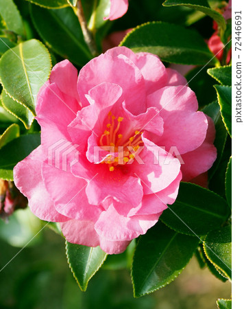 Beautiful sasanqua (sasanqua) (natural texture) Beautiful sasanqua (sasanqua) (natural texture) 72446691