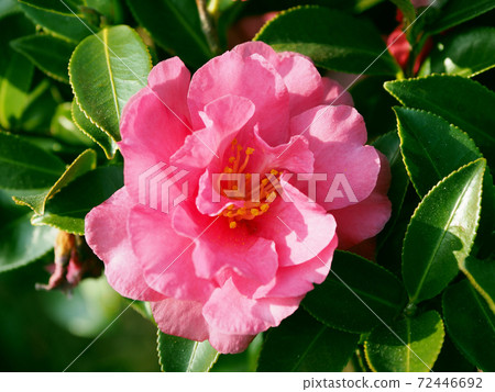 Beautiful sasanqua (sasanqua) (natural texture) Beautiful sasanqua (sasanqua) (natural texture) 72446692
