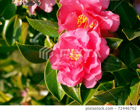 Beautiful sasanqua (sasanqua) (natural texture) 72446702